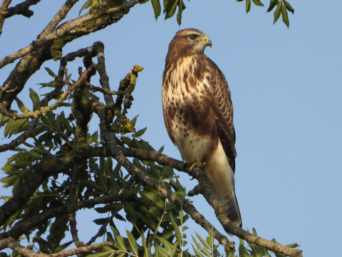 Elmore Estate Wildlife15Steven Pullen