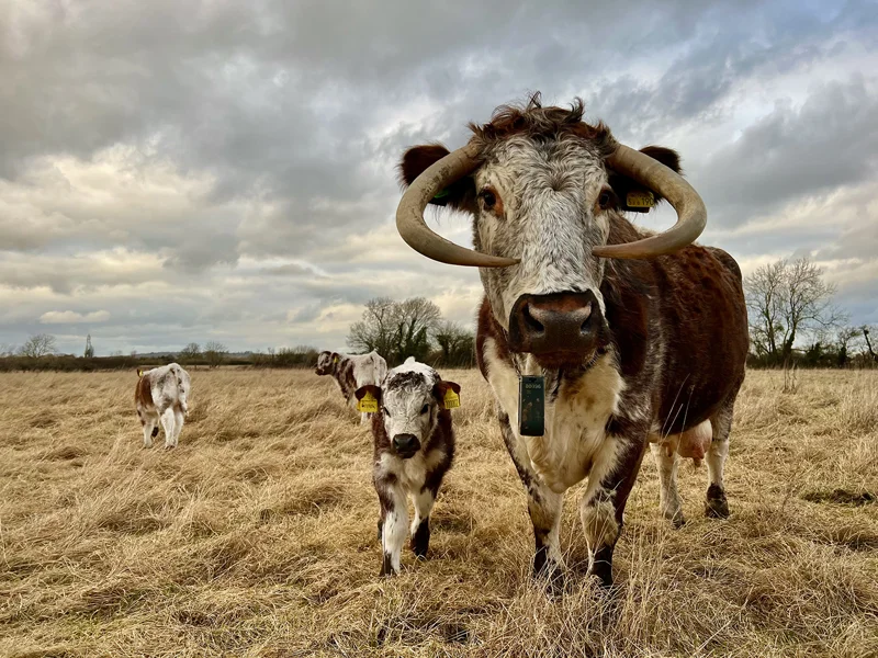 Wild Wedding Cows