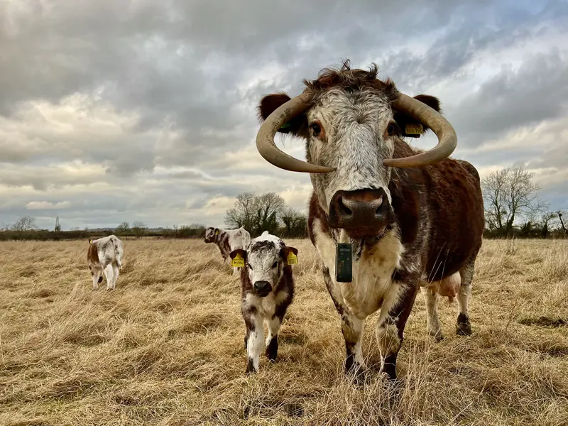Wild Wedding Cows
