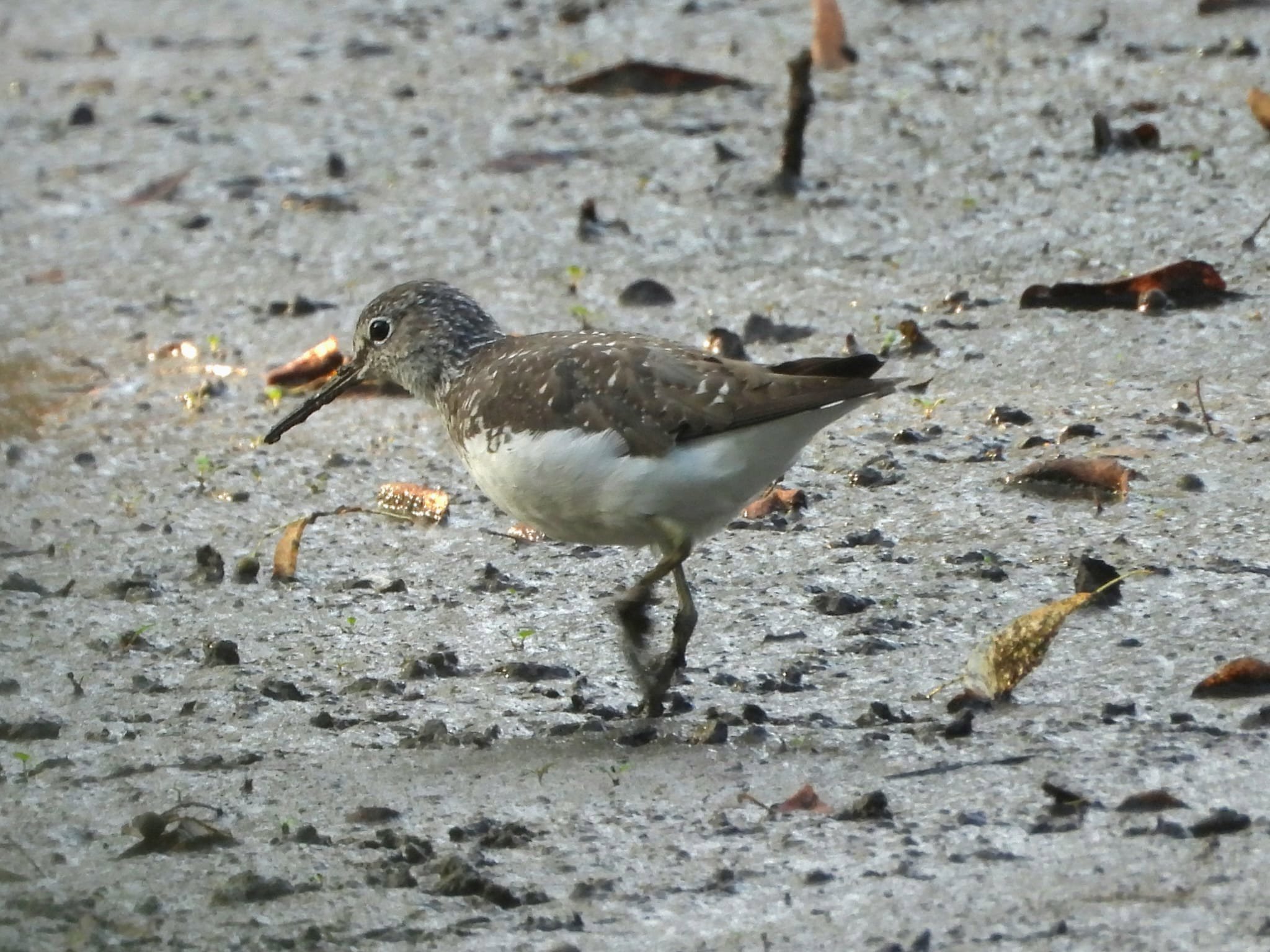 Green Sandpiper At Elmore Esate Rewilding Land
