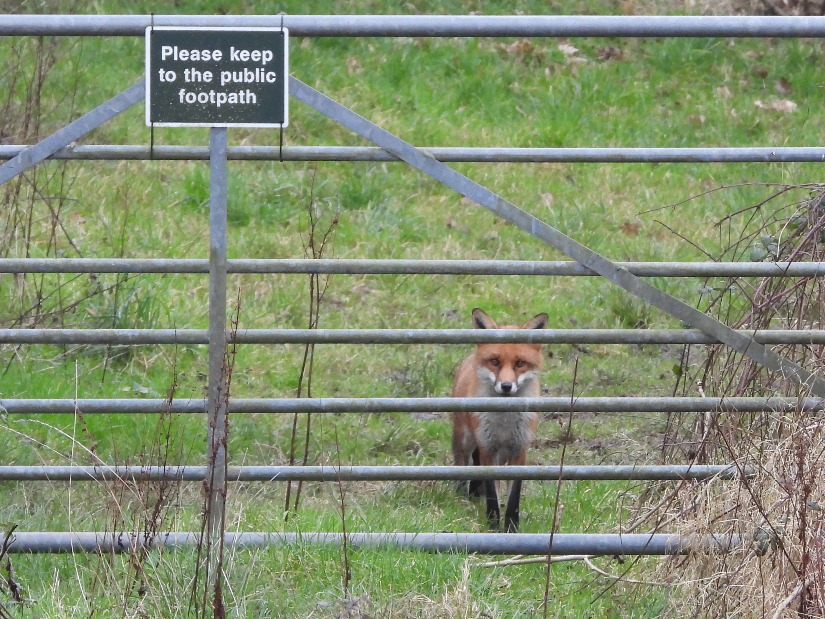 Fox Steven Pullen