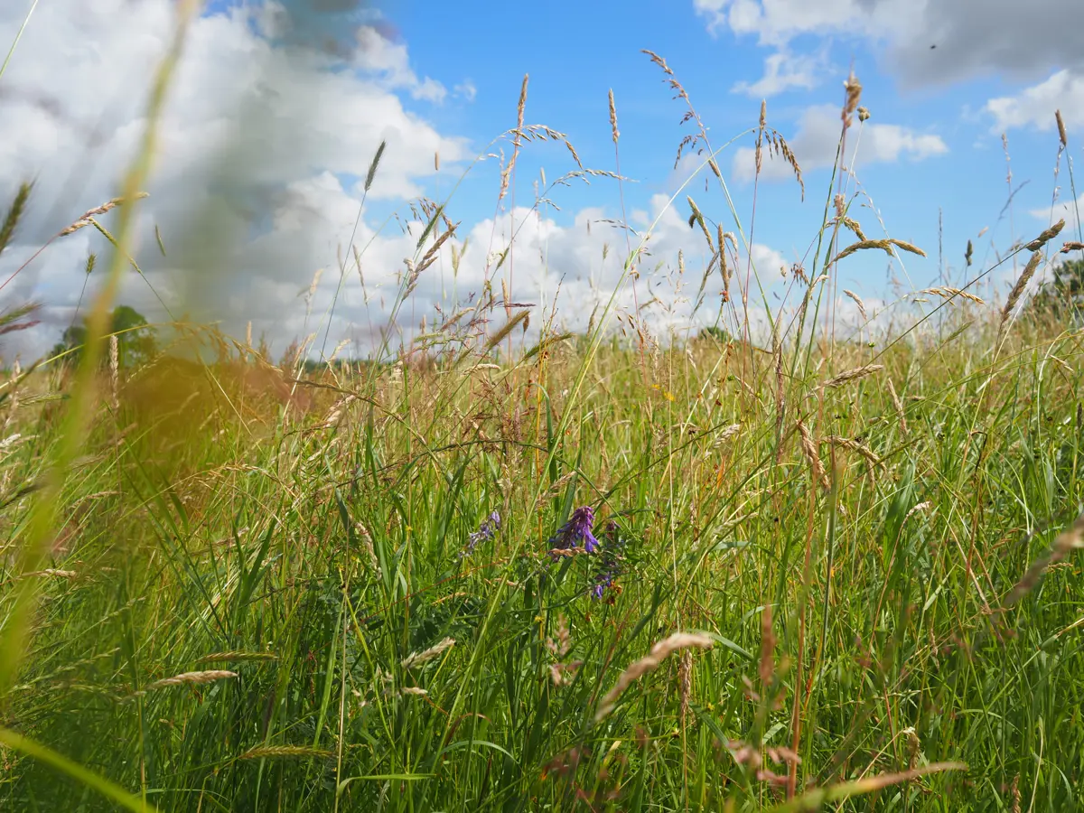 Long grasses with wildflowers in rewilding project at UK wedding venue