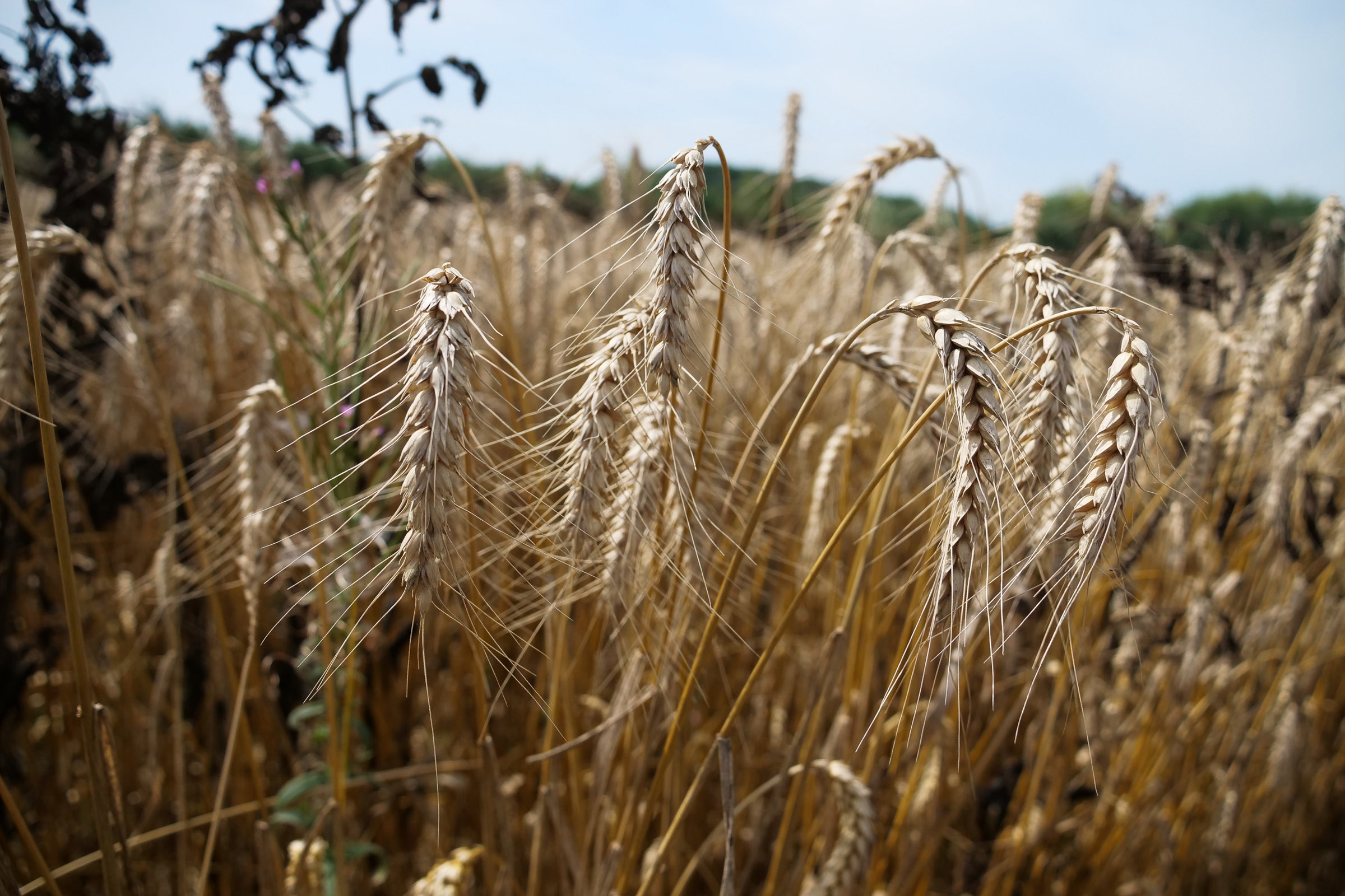 Elmore Estate Farming3