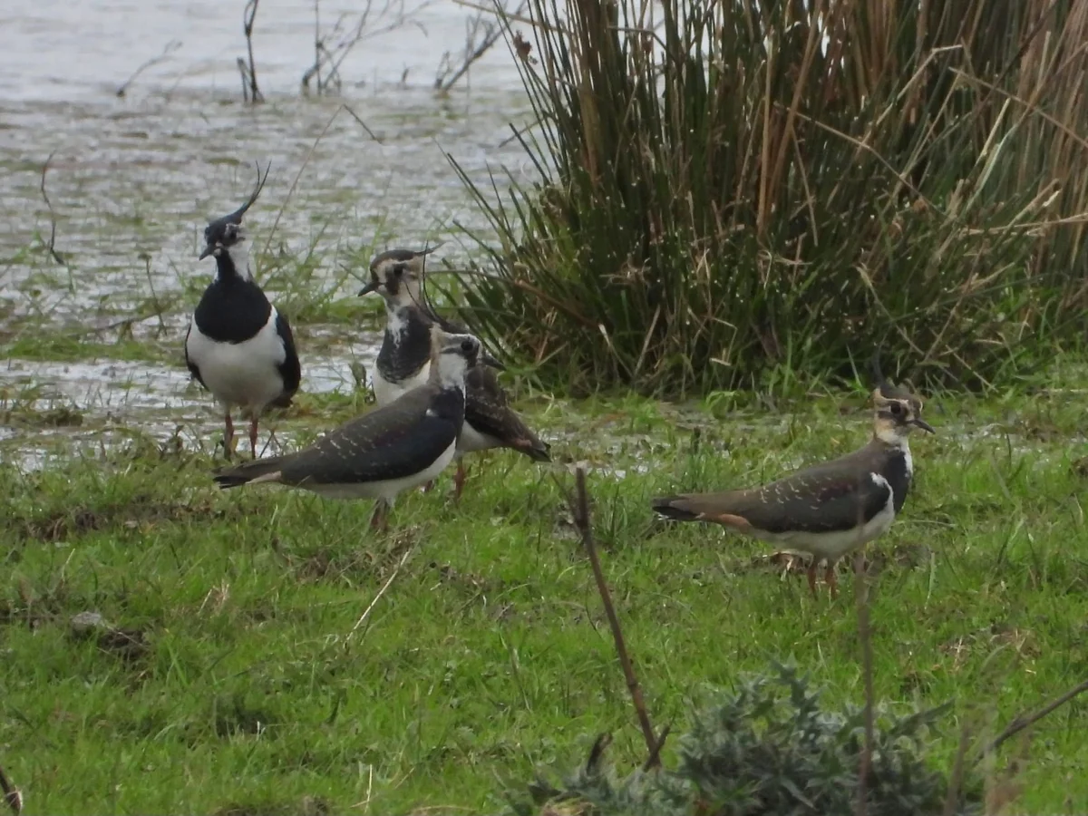 Lapwings At Wetland At Elmore Estate Rewilding Land