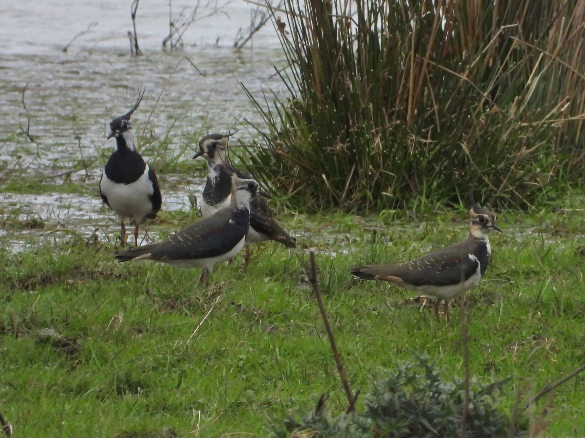 Lapwings At Wetland At Elmore Estate Rewilding Land