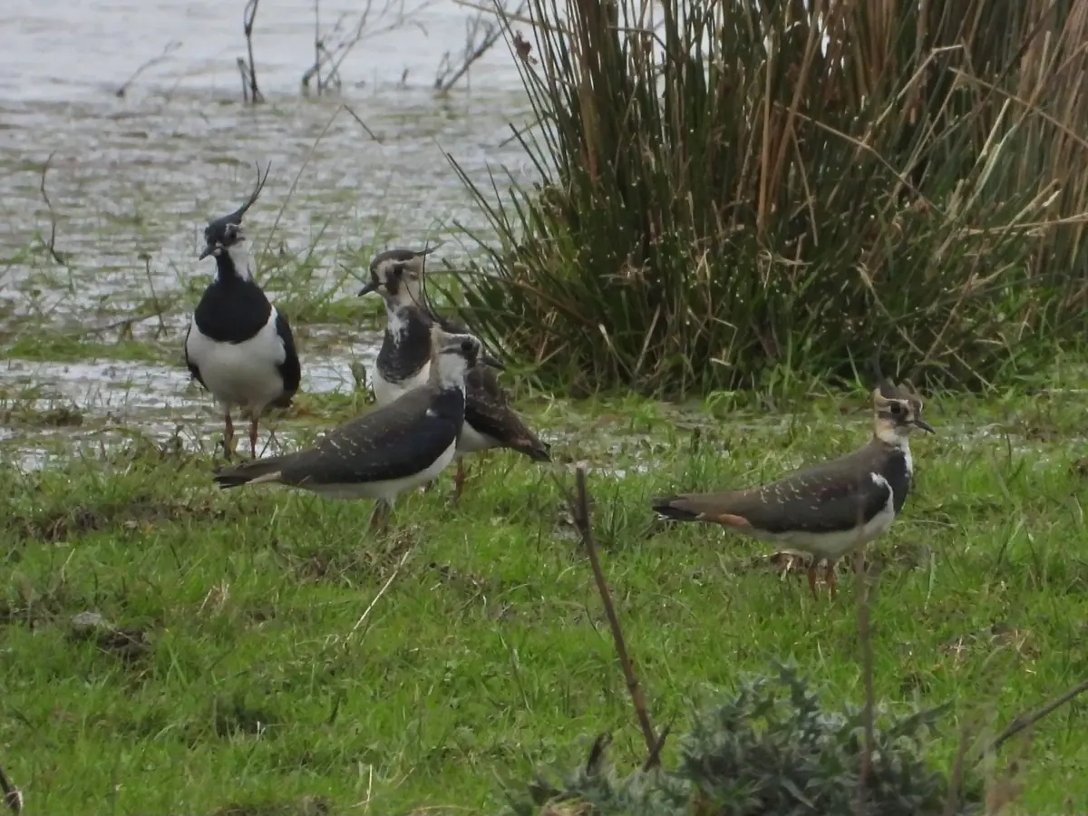 Lapwings At Wetland At Elmore Estate Rewilding Land