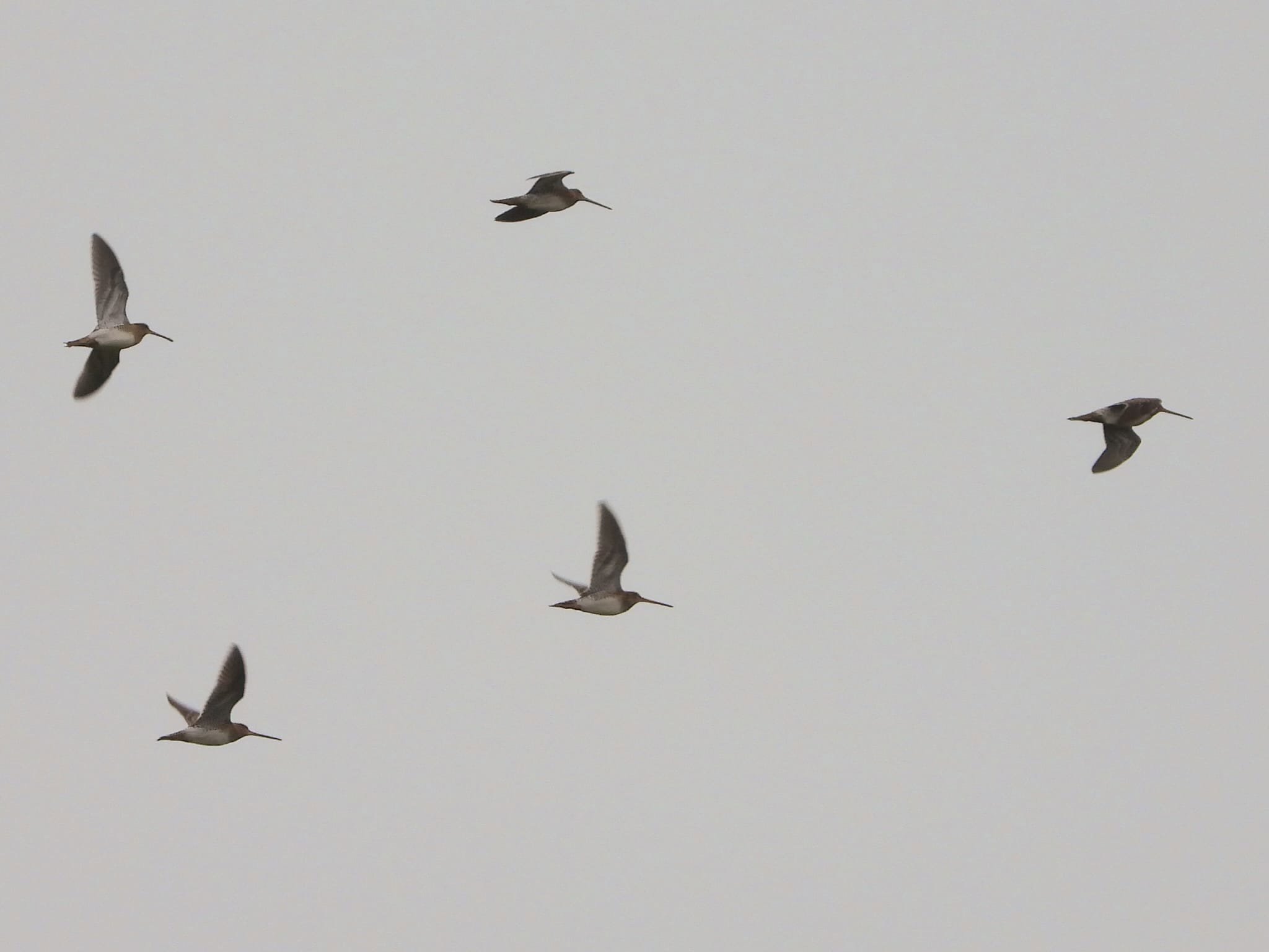 Snipe At Elmore Esate Rewilding Land