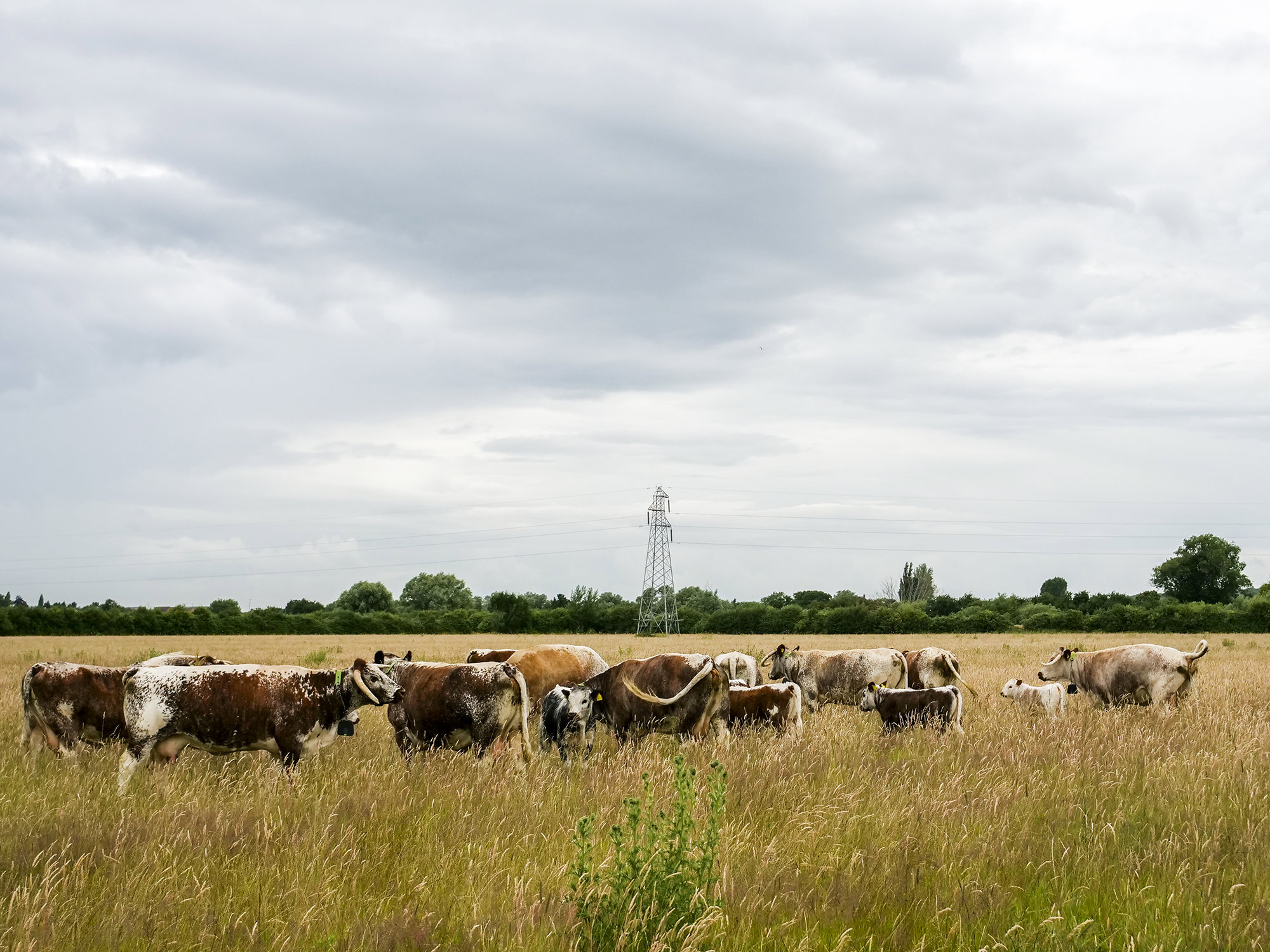 A herd of English Longhorn grazing in a Cotswold field with a moody grey sky in the background