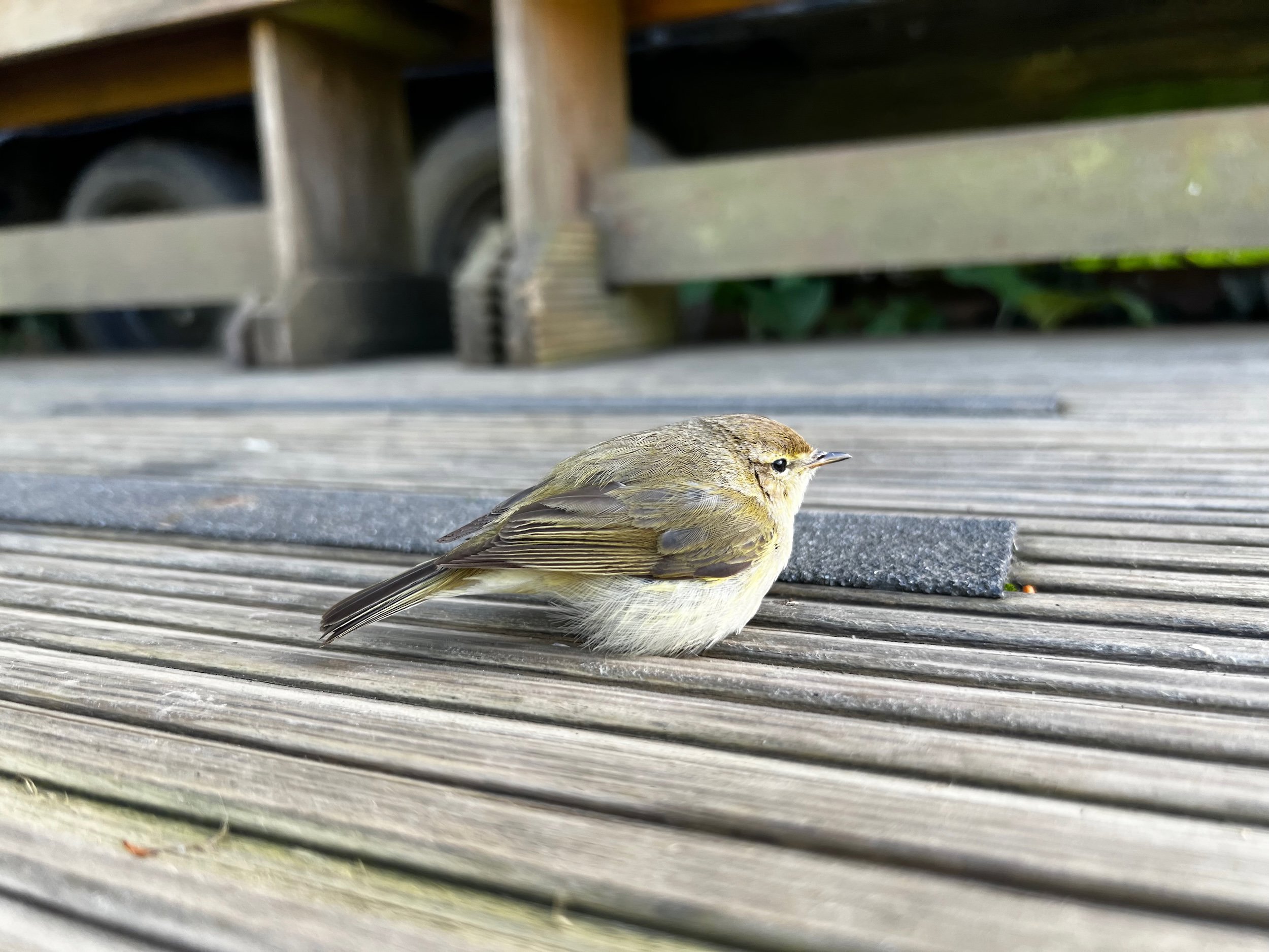 Friendly Chiffchaff at Elmore Estate