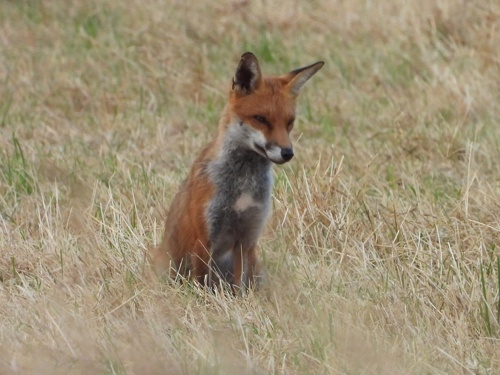 Red Fox on Elmore Estate Rewilding land.jpeg