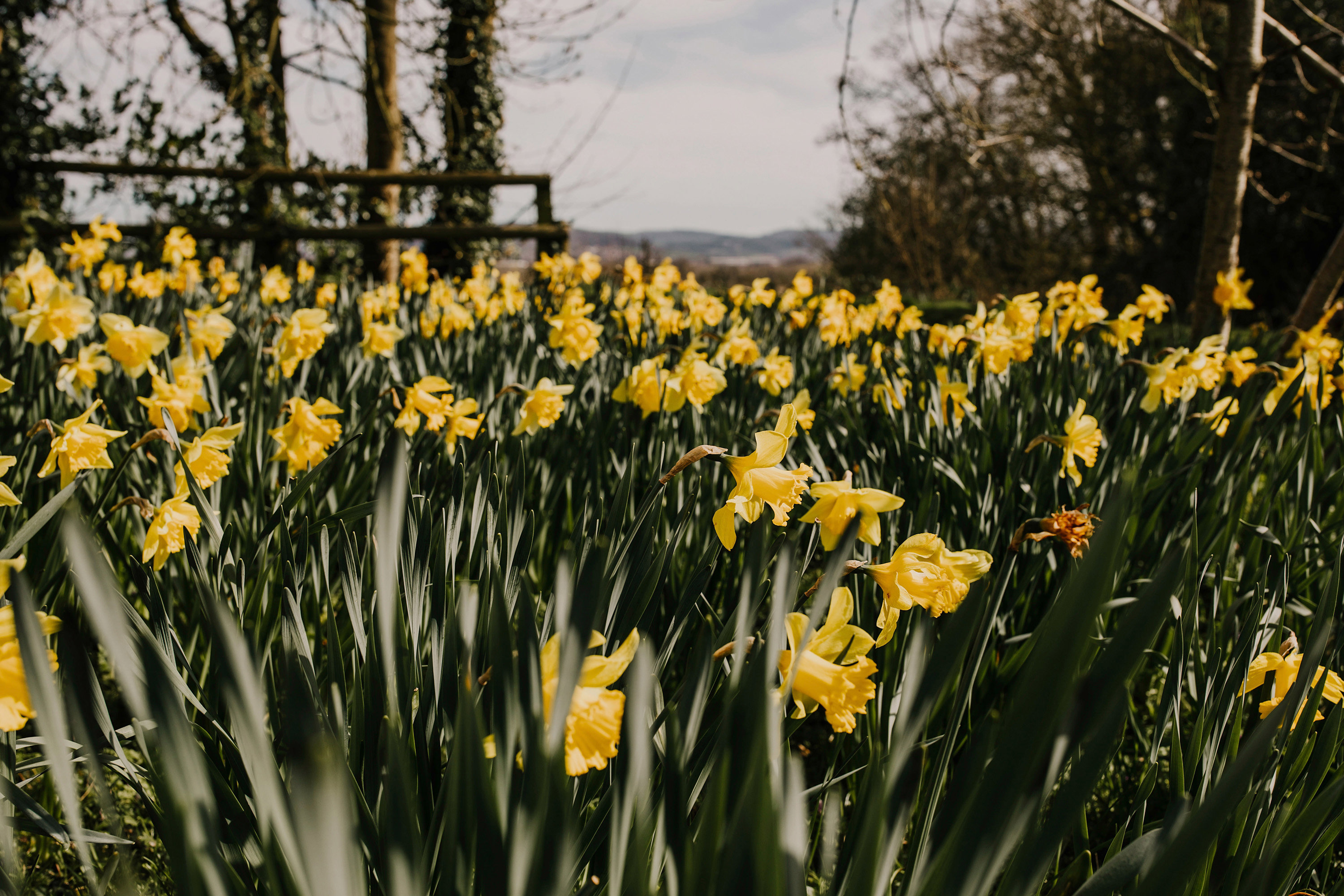 March Wedding Daffodils