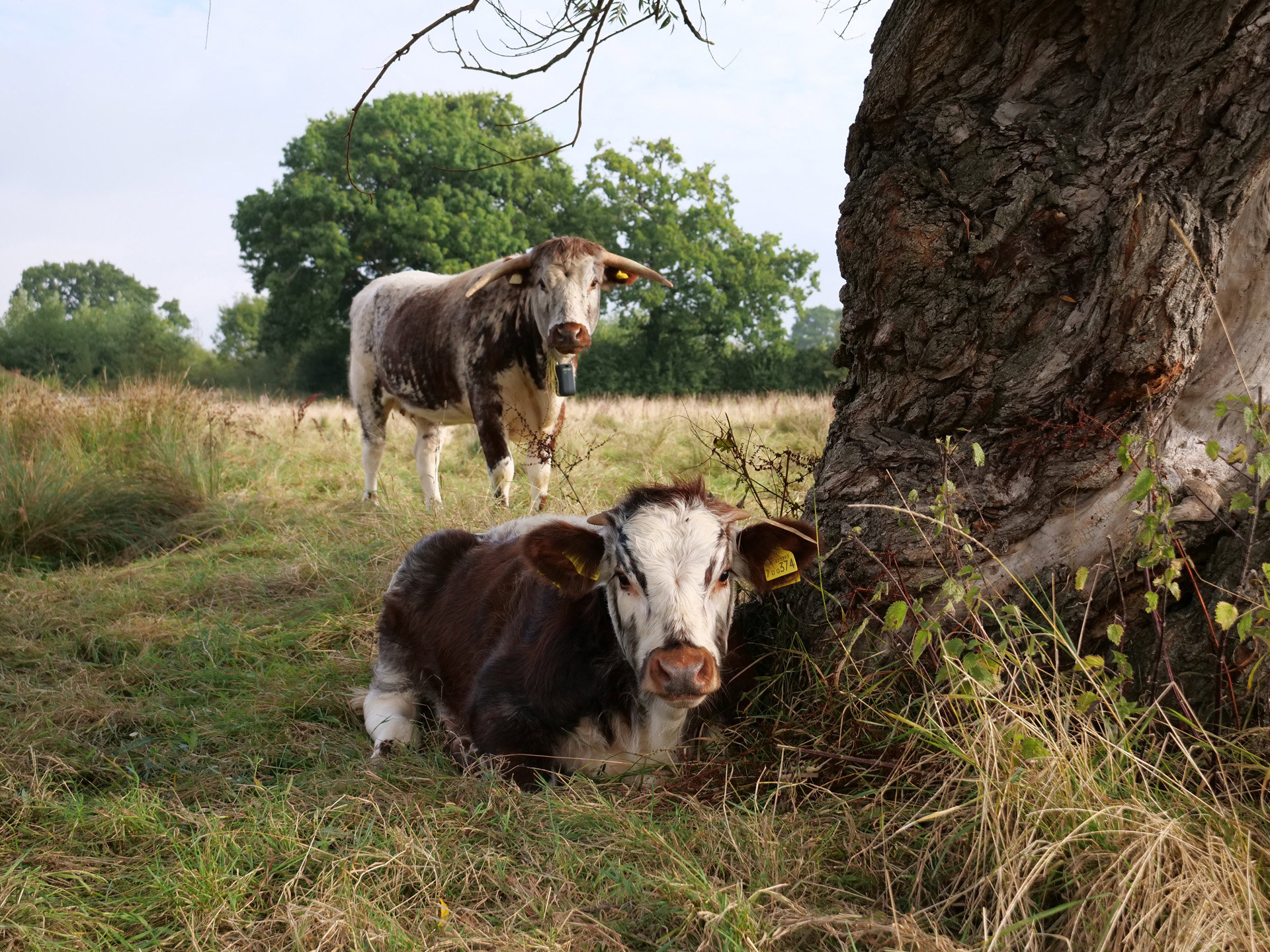 Cow and calf on rewilding land at elmore court wedding venue in Gloucestershire countryside