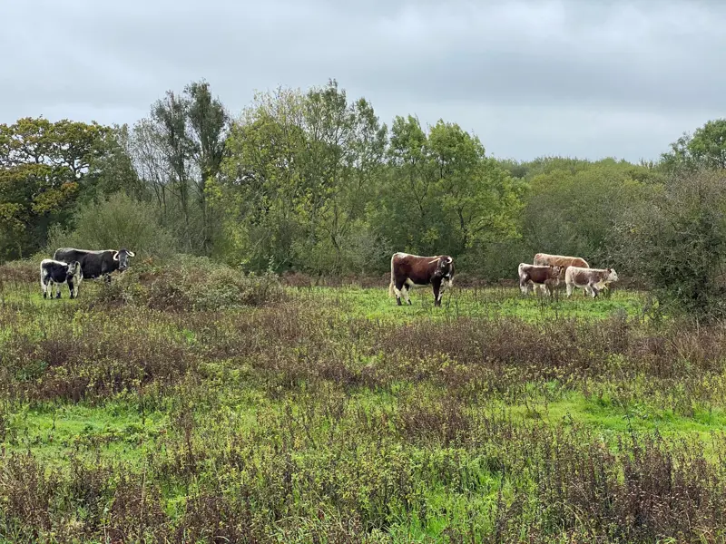 Knepp Estate Rewilding