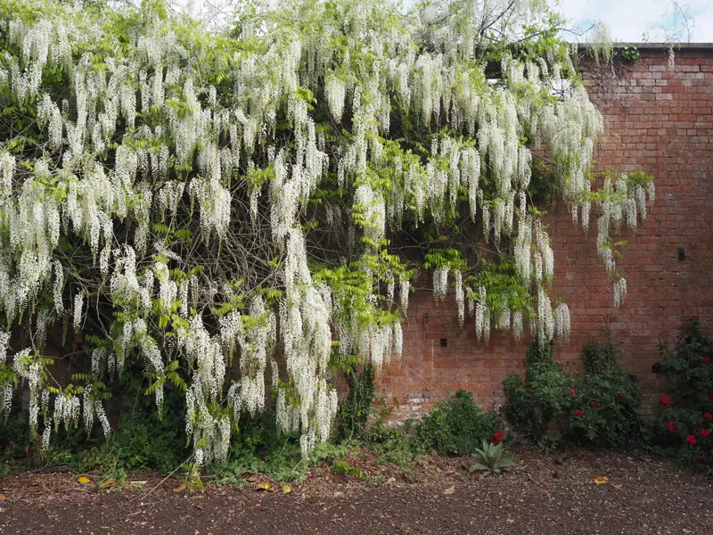 Wysteria Elmore Court
