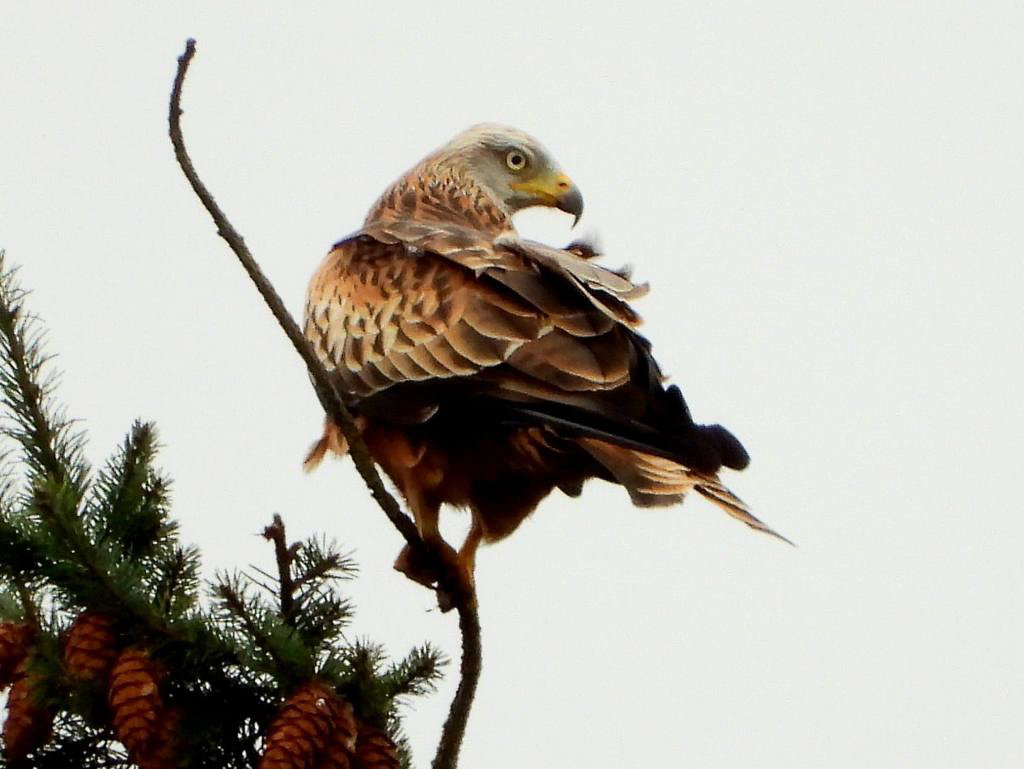 Redkite