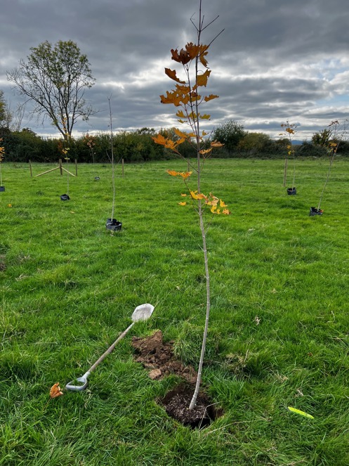 Tree Planting