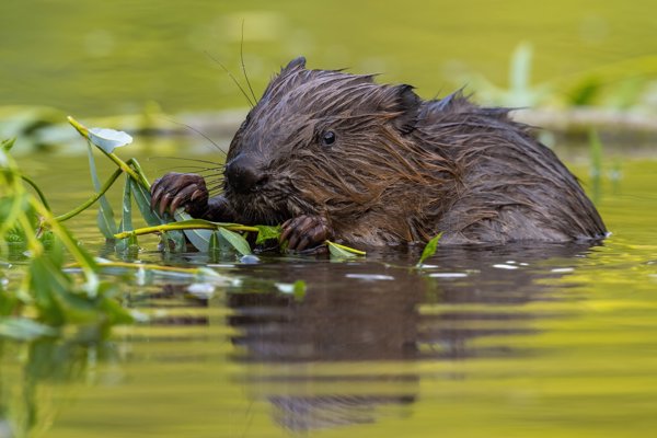 Eurasian Beaver