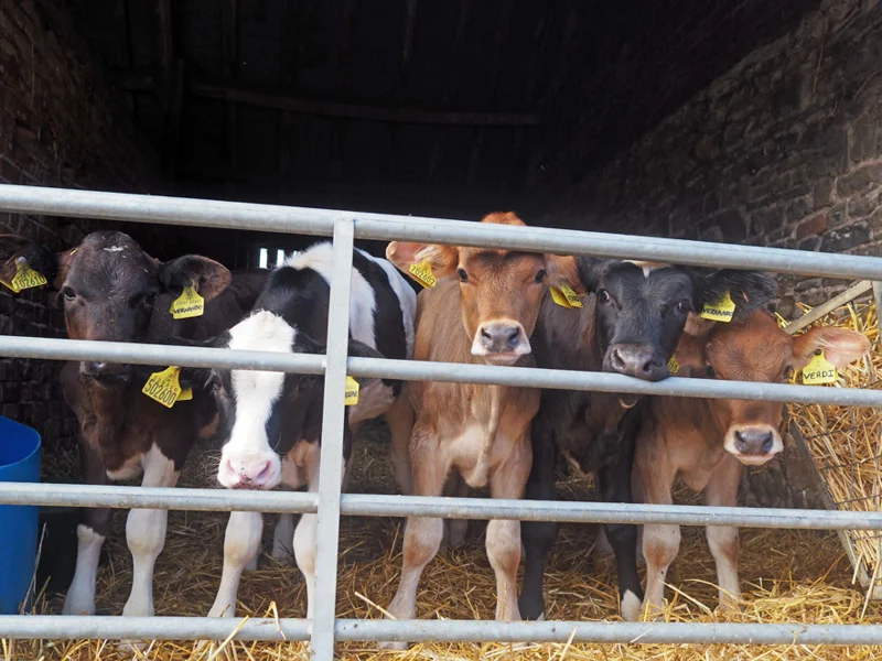 Elmore Court Farm