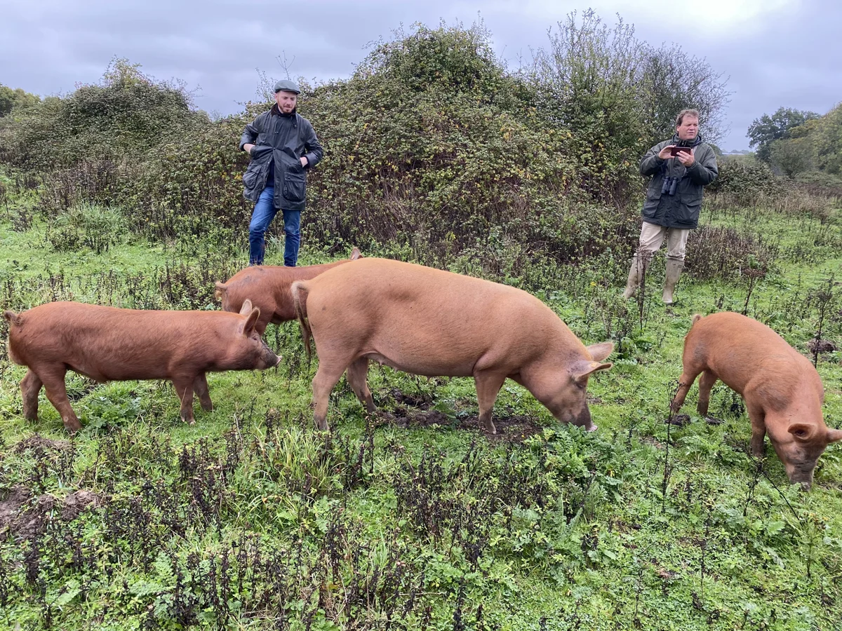 Tamworth pigs grazing at rewilding project Knepp castle