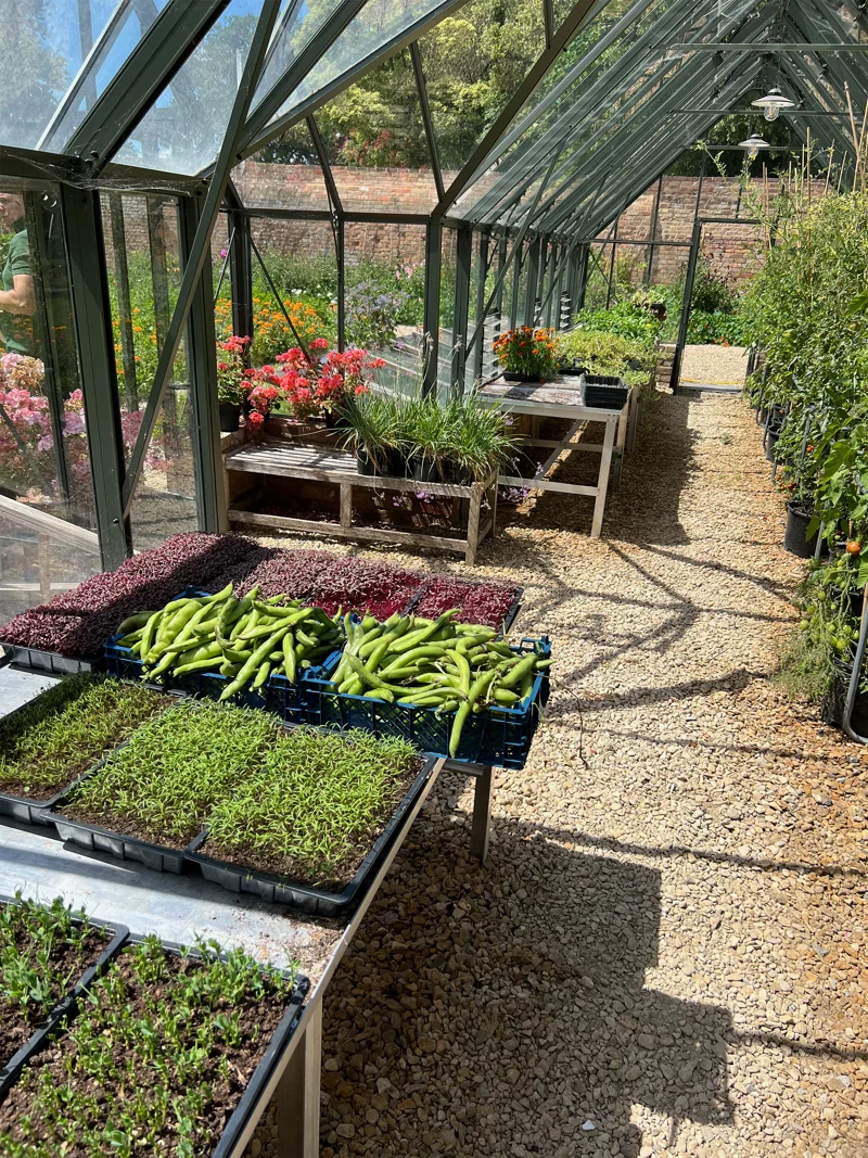 A greenhouse full of seedlings and harvested vegetables, on a sunny day