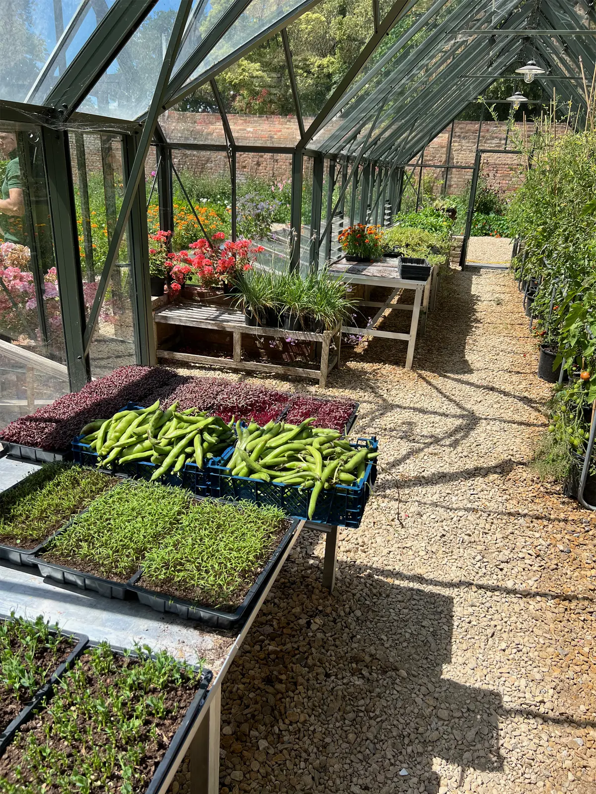 A greenhouse full of seedlings and harvested vegetables, on a sunny day
