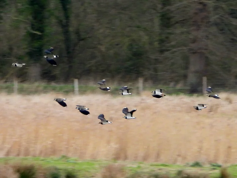 Lapwings in flight at elmore estate rewilding land