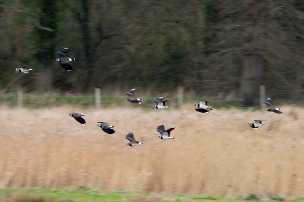 Lapwings in flight at elmore estate rewilding land