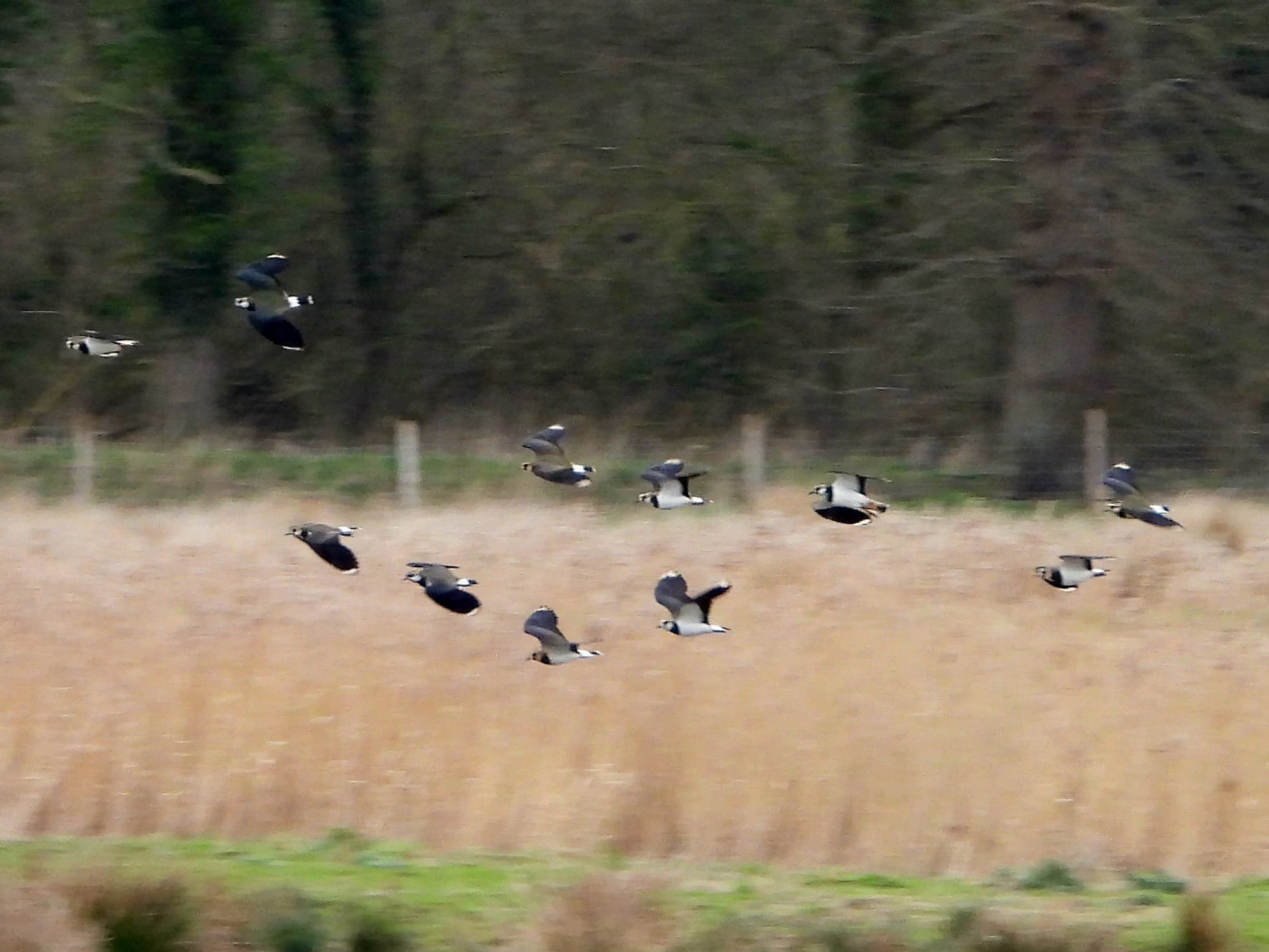 Lapwings in flight at elmore estate rewilding land