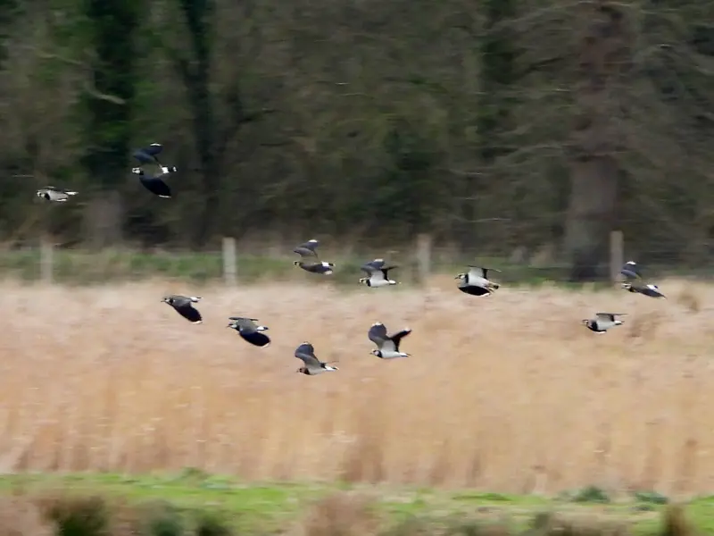 Lapwings in flight at elmore estate rewilding land