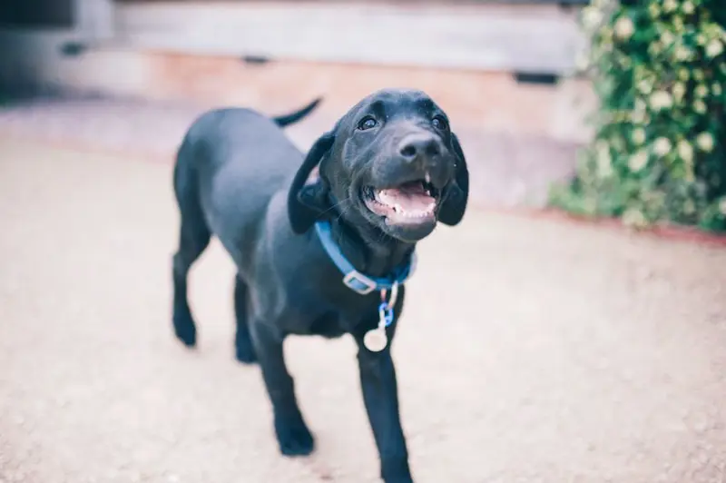 Laura Elmore Chalie Pup