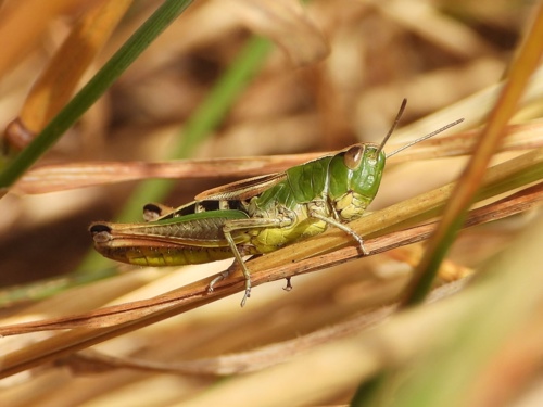 Grasshopper on Elmore Estate Rewilding land.jpeg