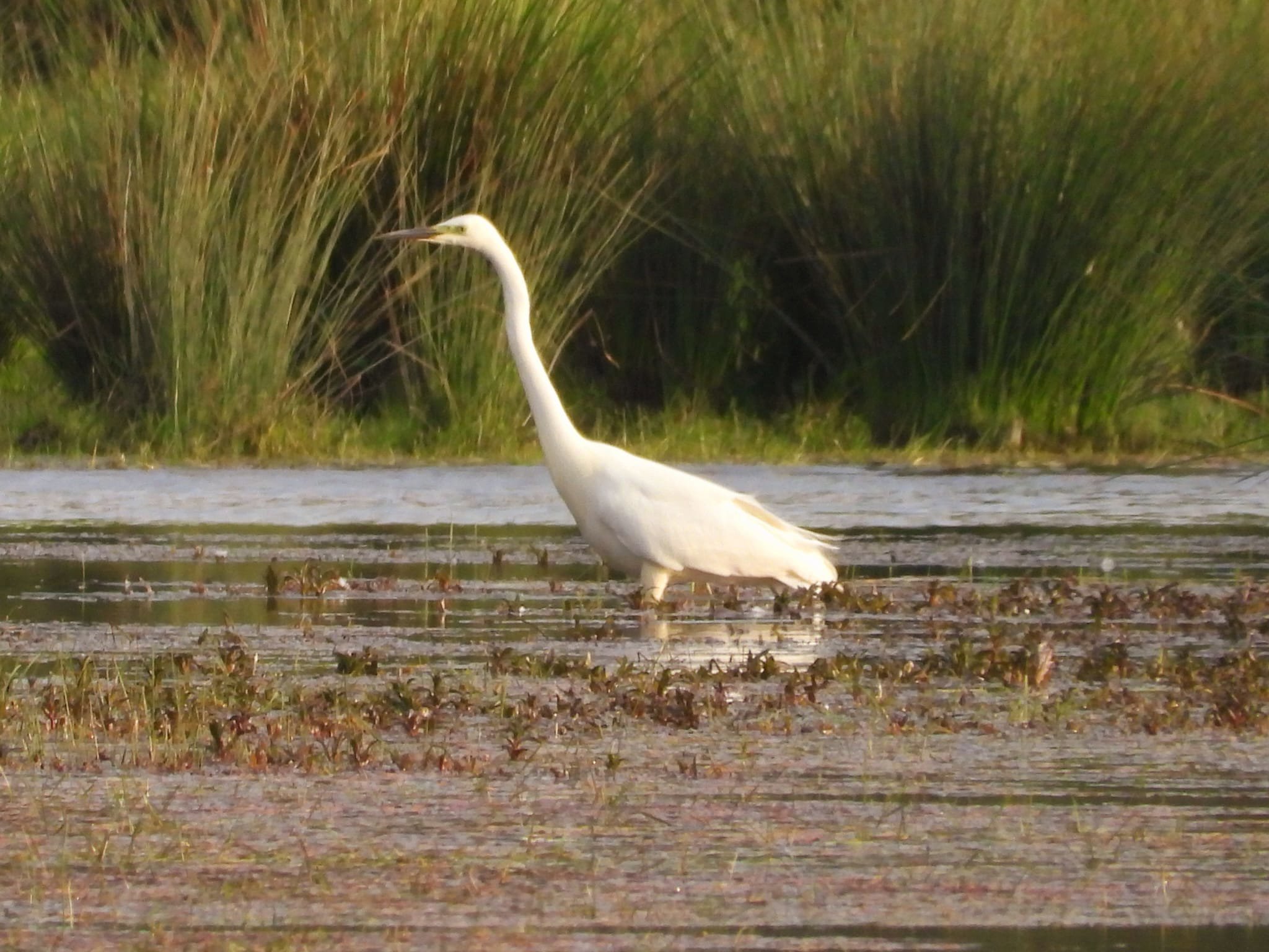 Great White Egret At Elmore Esate Rewilding Land.