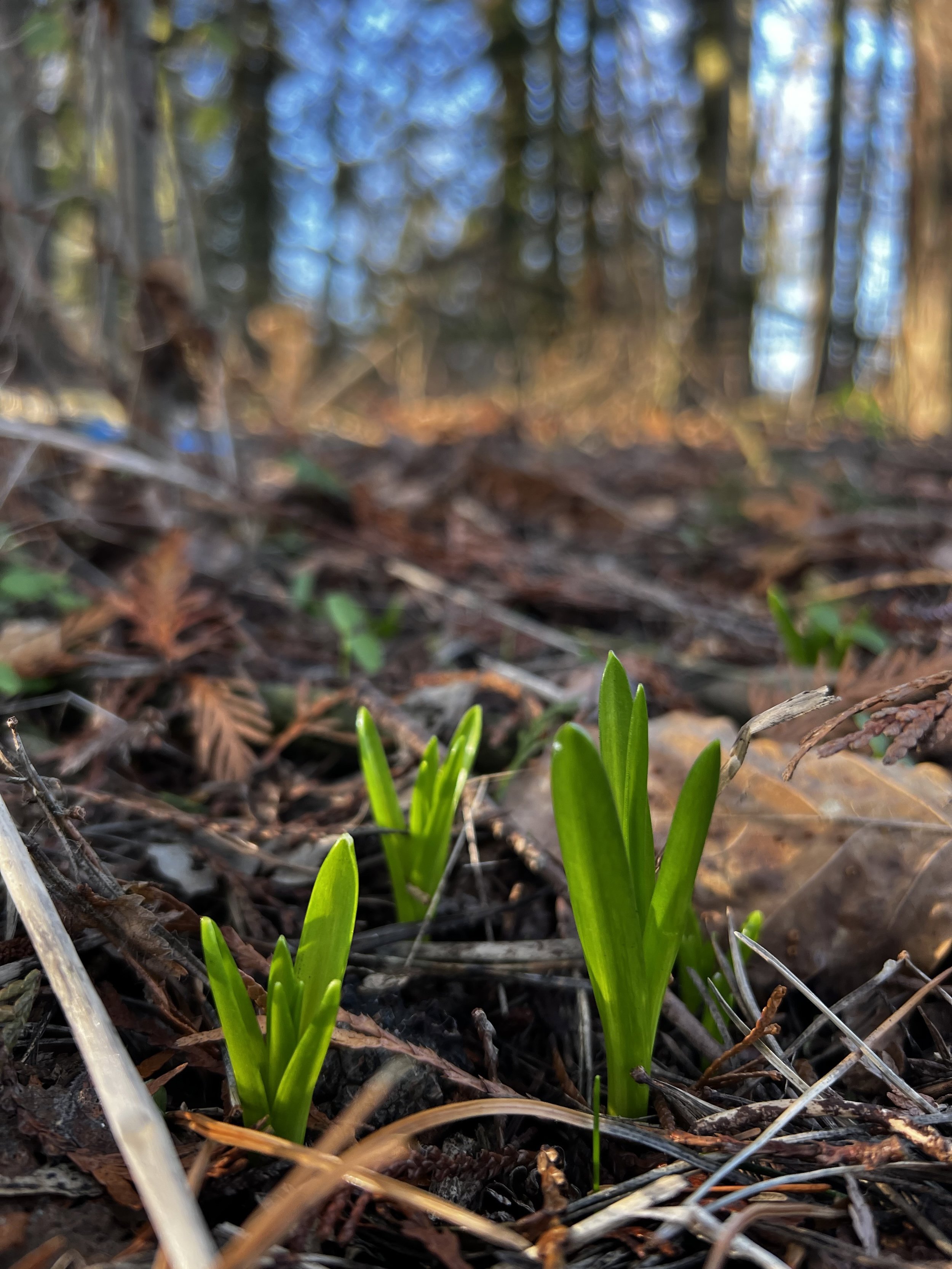 Bluebells Shoots At Elmore Estate Rewilding Land