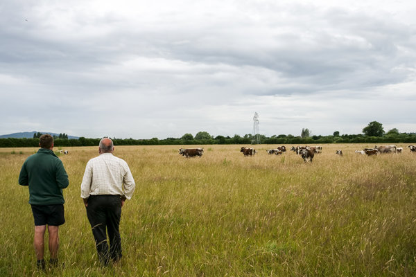 A field of Cattle at Elmore