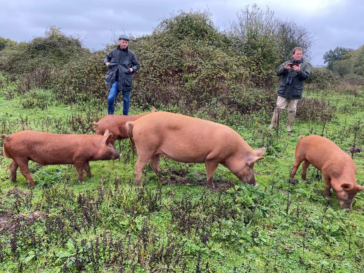 Rewilding At Knepp