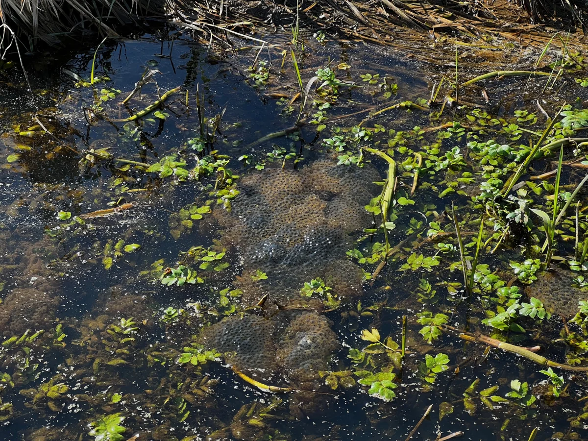 Frogspawn at Elmore estate rewilding land