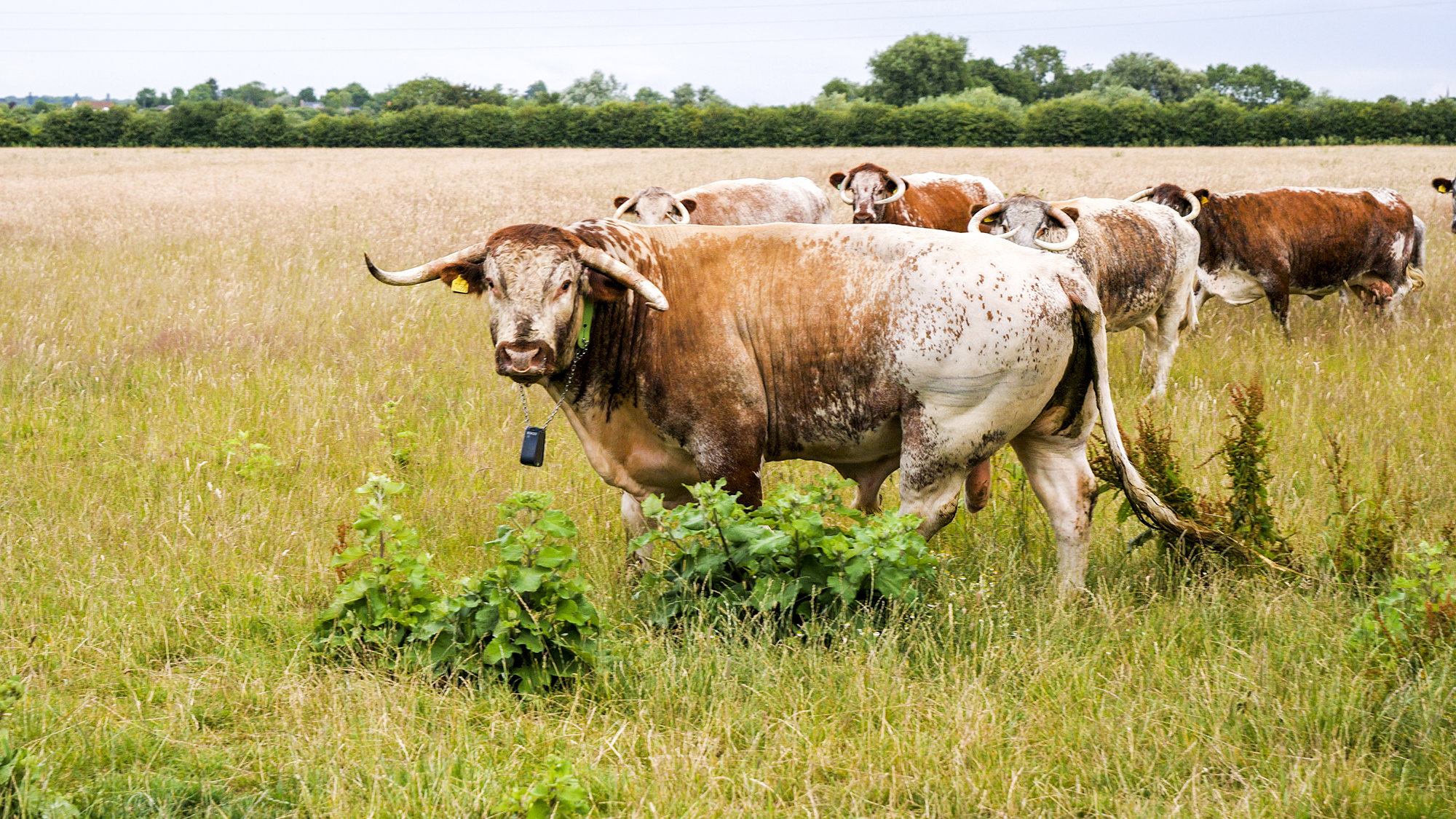 A longhorn bull standing in a lush green field with other grazing longhorn cows