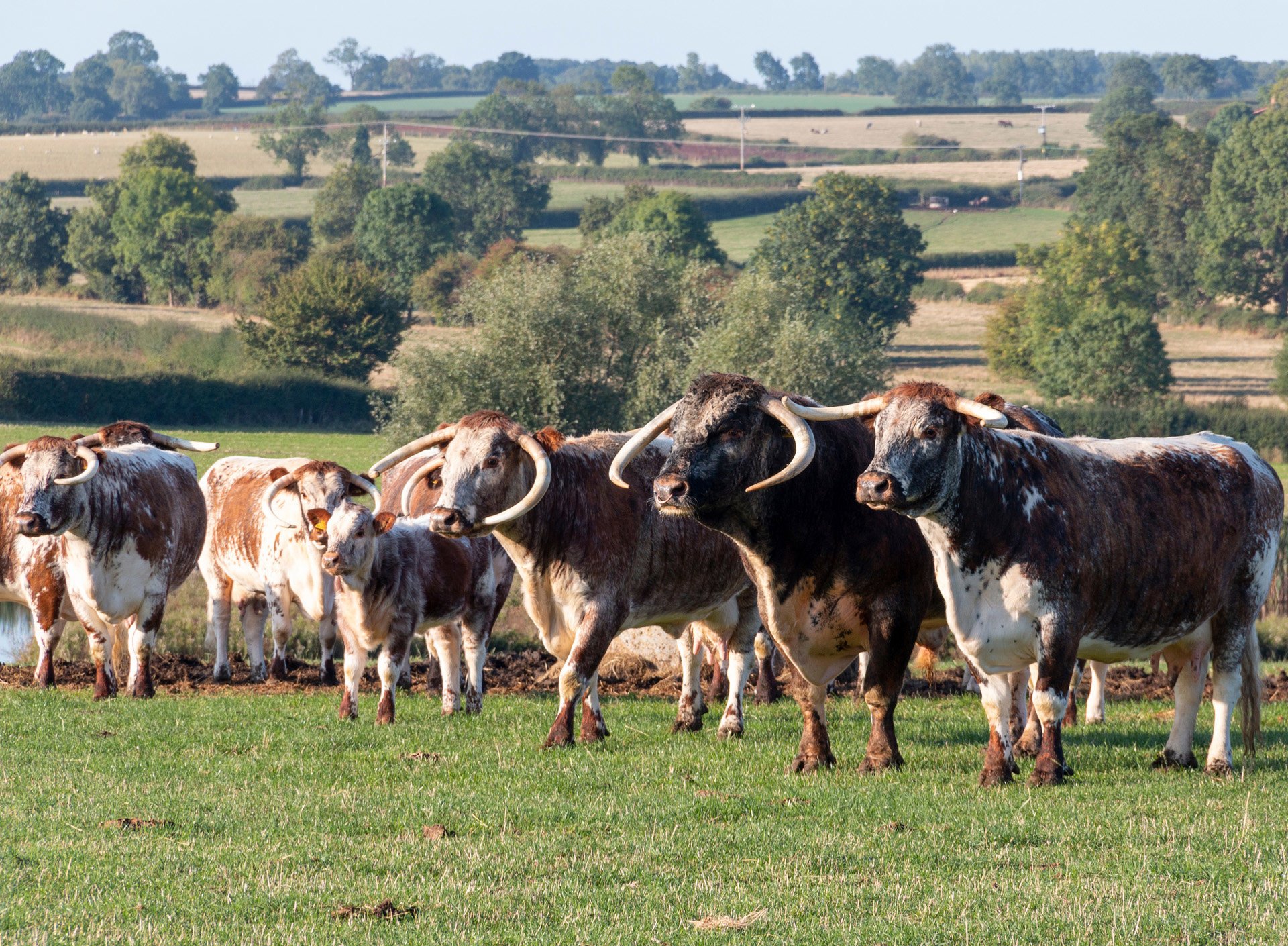 Rewilding Longhorns
