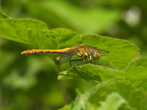 Ruddy Darter at groundless Pool at Elmore Estate Rewilding land.jpeg