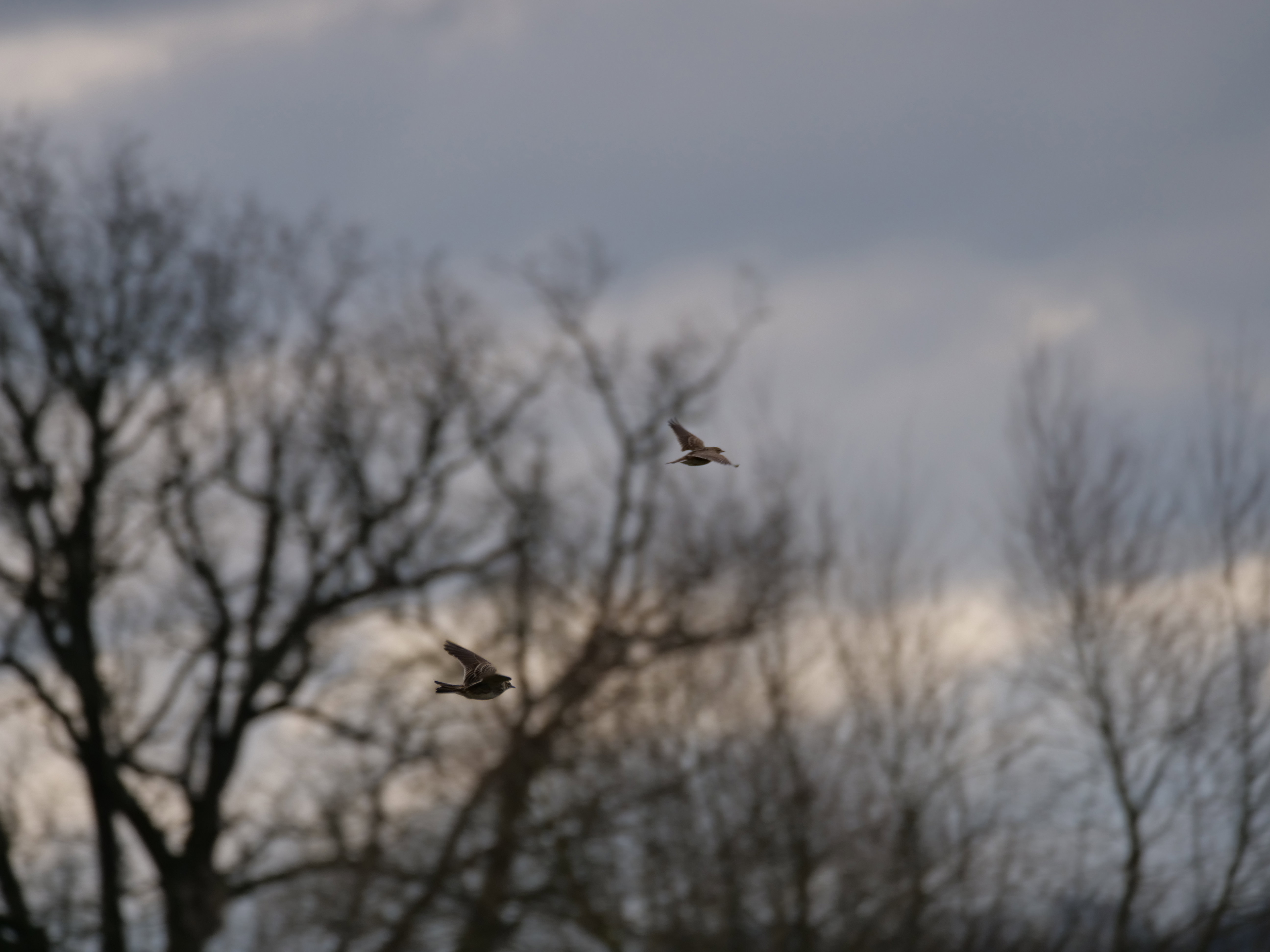 Skylarkx2 Feb2624 3