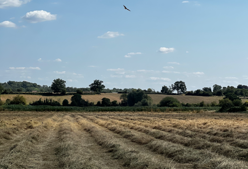 Cut hay fields on Elmore Estate.png