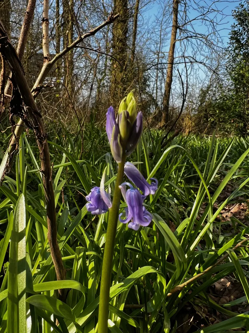 Early bluebells at elmore estate rewilding land