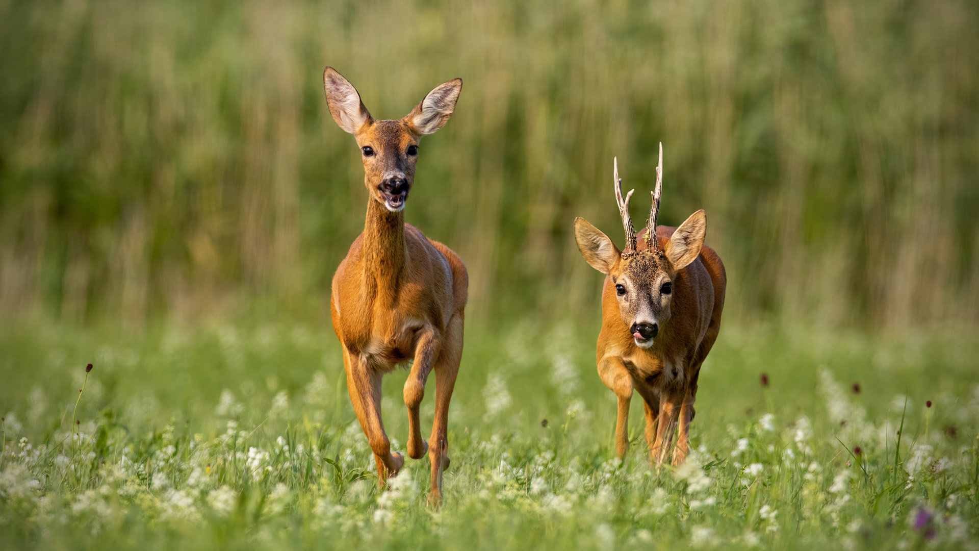 Roe deer could be seen wild at Elmore Court after rewilding the estate in Gloucestershire
