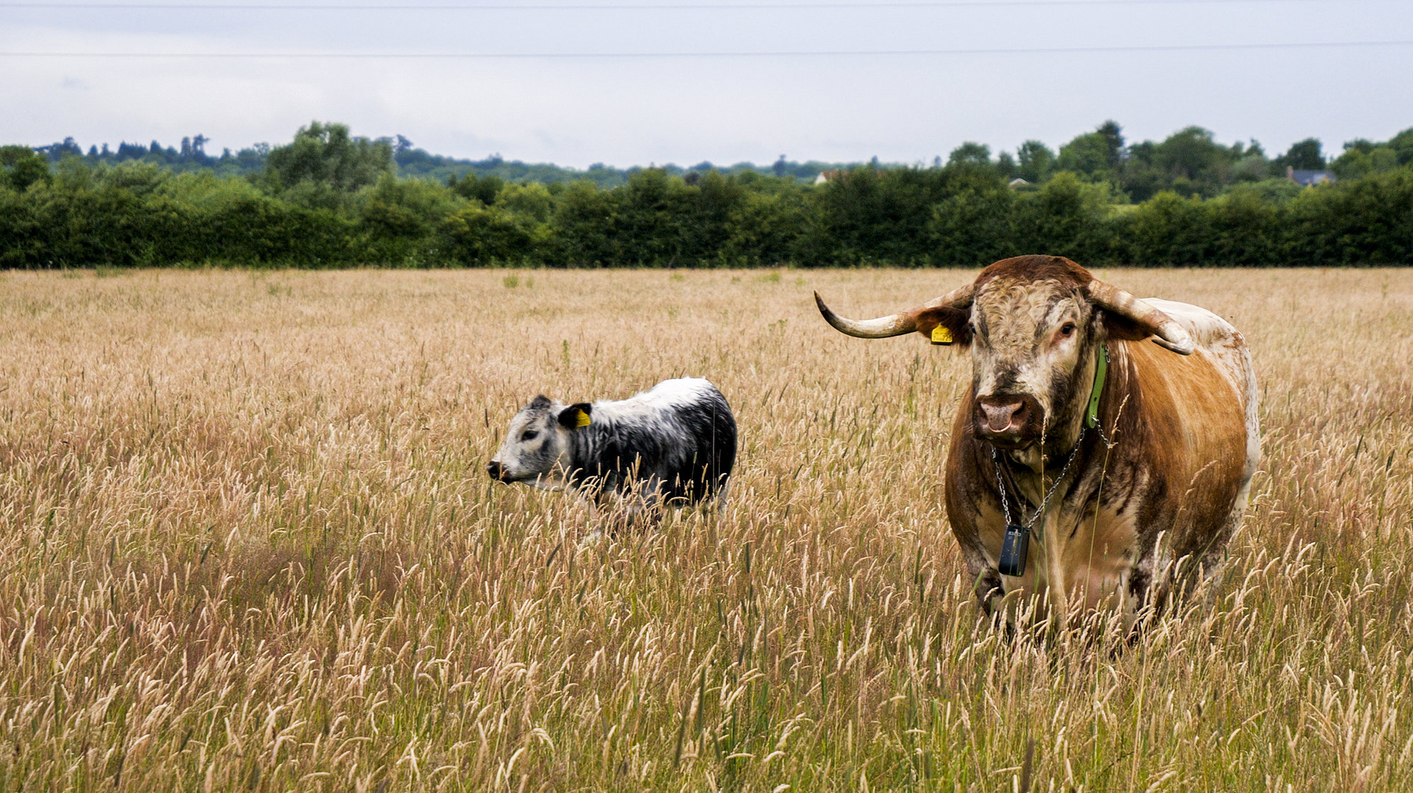 A calf standing next to a large English Longhorn bull in a field in the Cotswolds