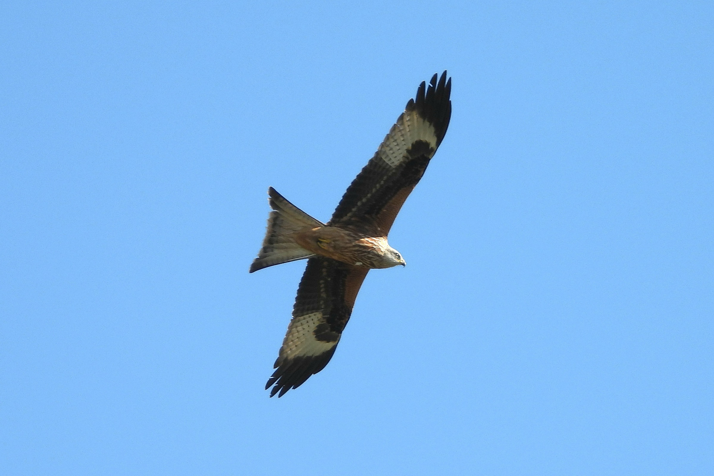 Elmore Estate Wildlife52Steven Pullen