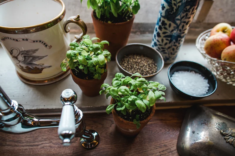 Herbs and spices growing on the window sill in the wedding tasting room at elmore court