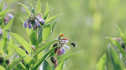 comfrey at elmore estate.JPG
