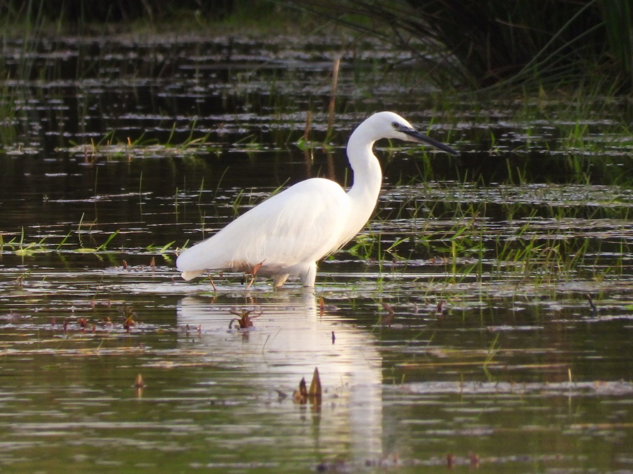 Little Egret At Elmore Esate Rewilding Land