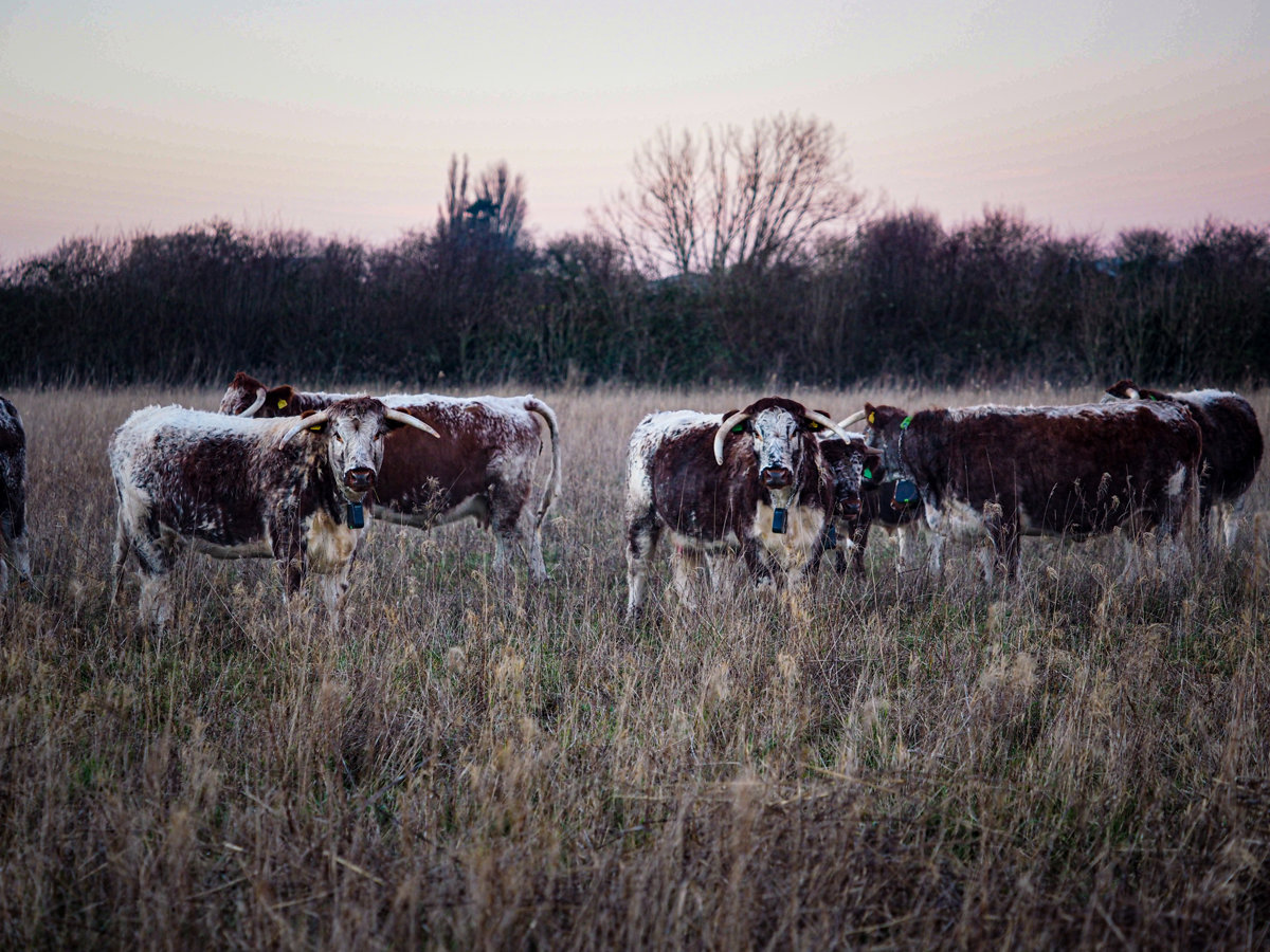 Longhorns 2