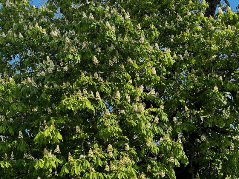 Horse chestnut candles at Elmore Estate